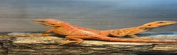 Bearded Dragon reptiles for sale: *Ready to go* Red + Orange Hypo Translucent - Advert 2