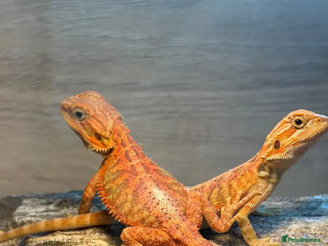 Bearded Dragon reptiles for sale: *Ready to go* Red + Orange Hypo Translucent - Advert 2