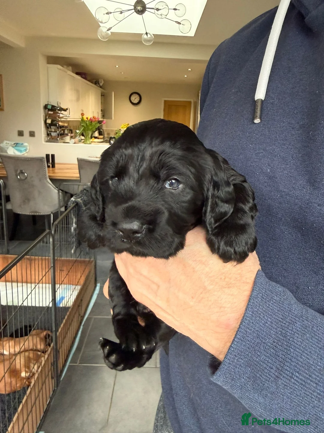 Cocker Spaniel dogs for sale: Working Cocker Spaniel Pup - Advert 1