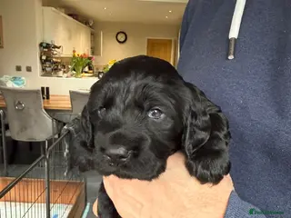 Cocker Spaniel dogs Working Cocker Spaniel Pup - Advert 1