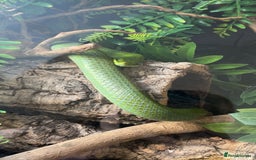 Rat Snake reptiles for sale: Stunning male rhino ratsnake  - Image 5