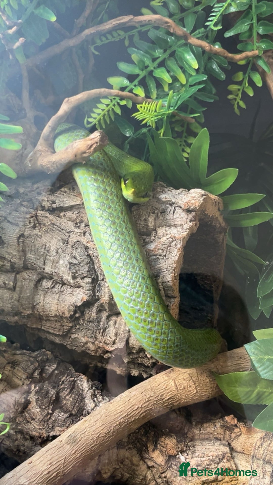 Rat Snake reptiles for sale: Stunning male rhino ratsnake  - Image 5