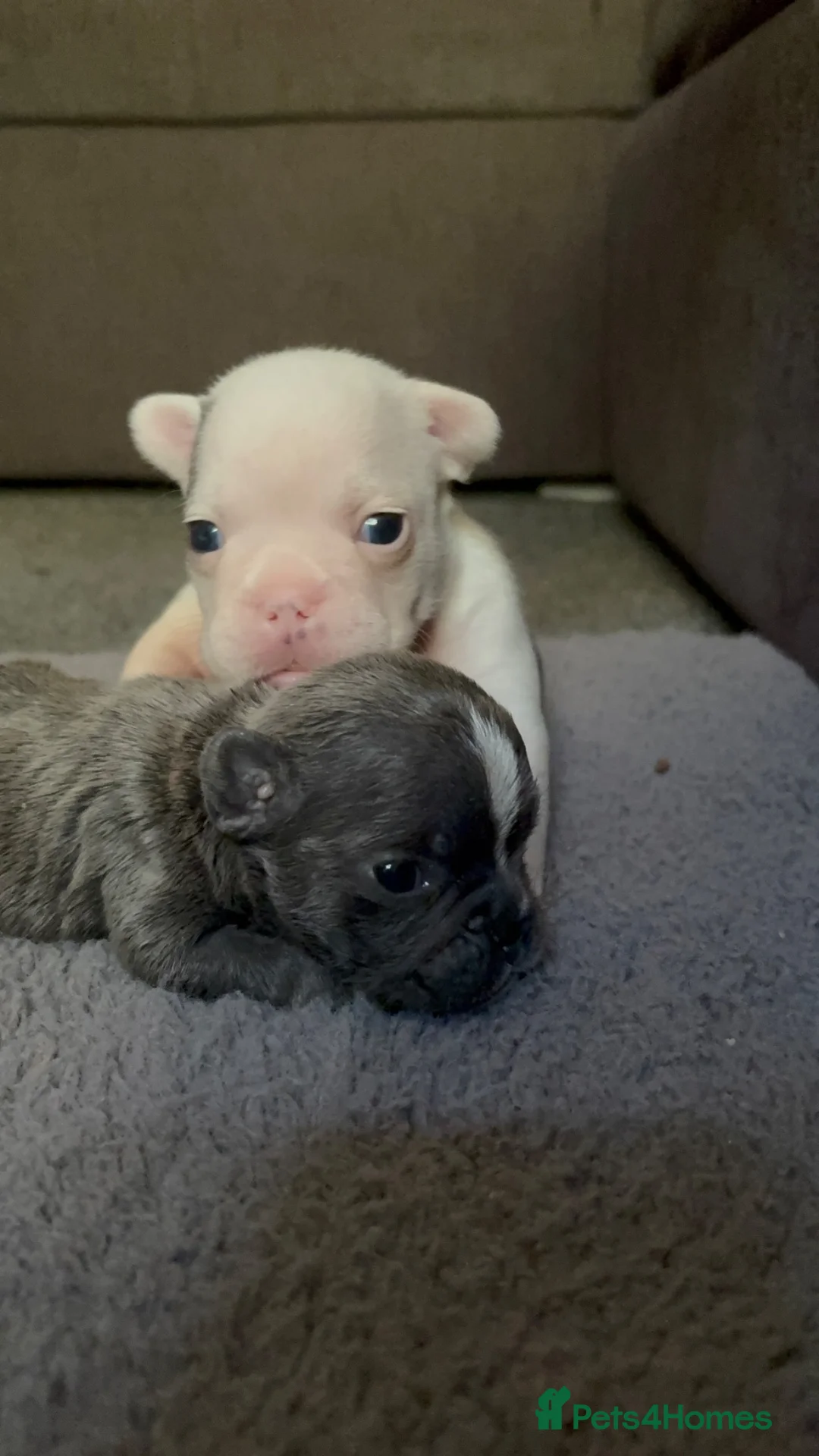 Mixed Breed dogs for sale: French x english bulldog pups - Advert 6