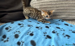 Bengal cats for sale: TICA Bengal kittens for sale . 🐱 - Image 13