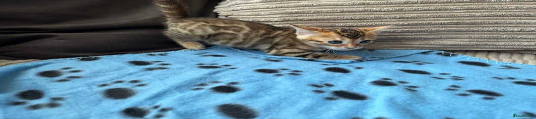 Bengal Kitten 4
