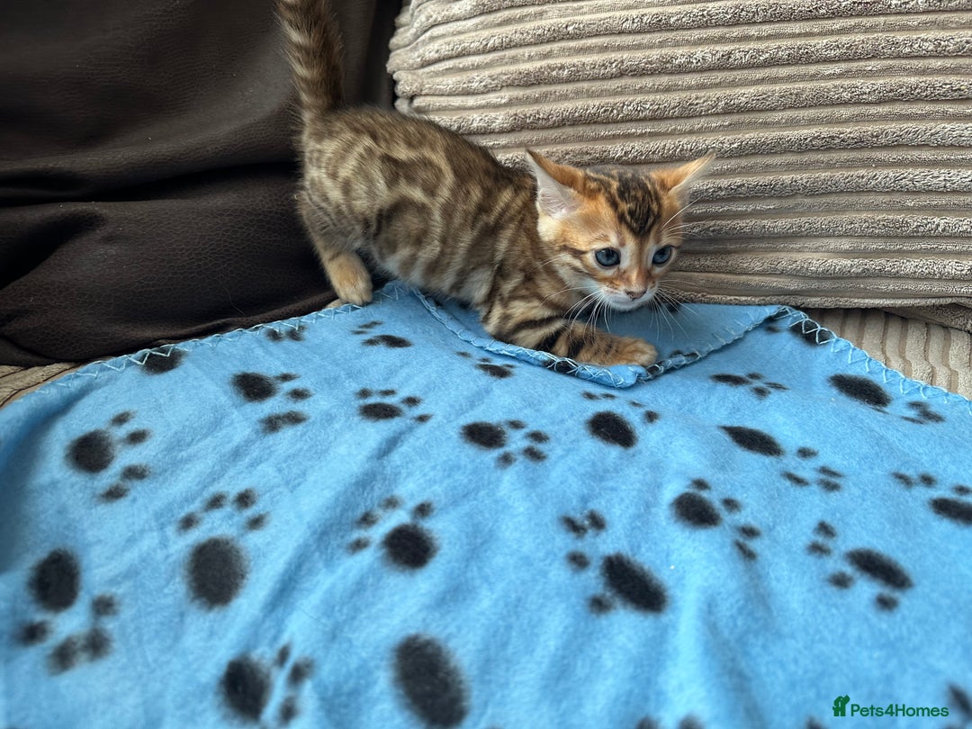 Bengal cats for sale: TICA Bengal kittens for sale . 🐱 - Image 13
