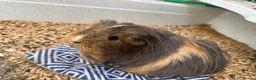 Guinea Pig rodents for sale: Guinea Pigs  in Haywards Heath - Advert 8