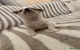 Chihuahua dogs for sale: Female Chihuahua Puppy💕 - Advert 4