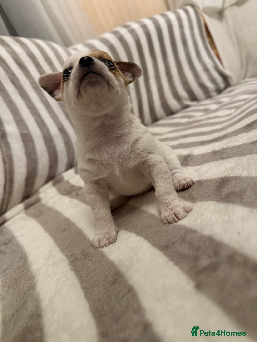 Chihuahua dogs for sale: Female Chihuahua Puppy💕 - Advert 4