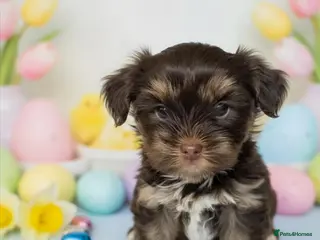 Yorkshire Terrier dogs 2 pups left - Advert 7