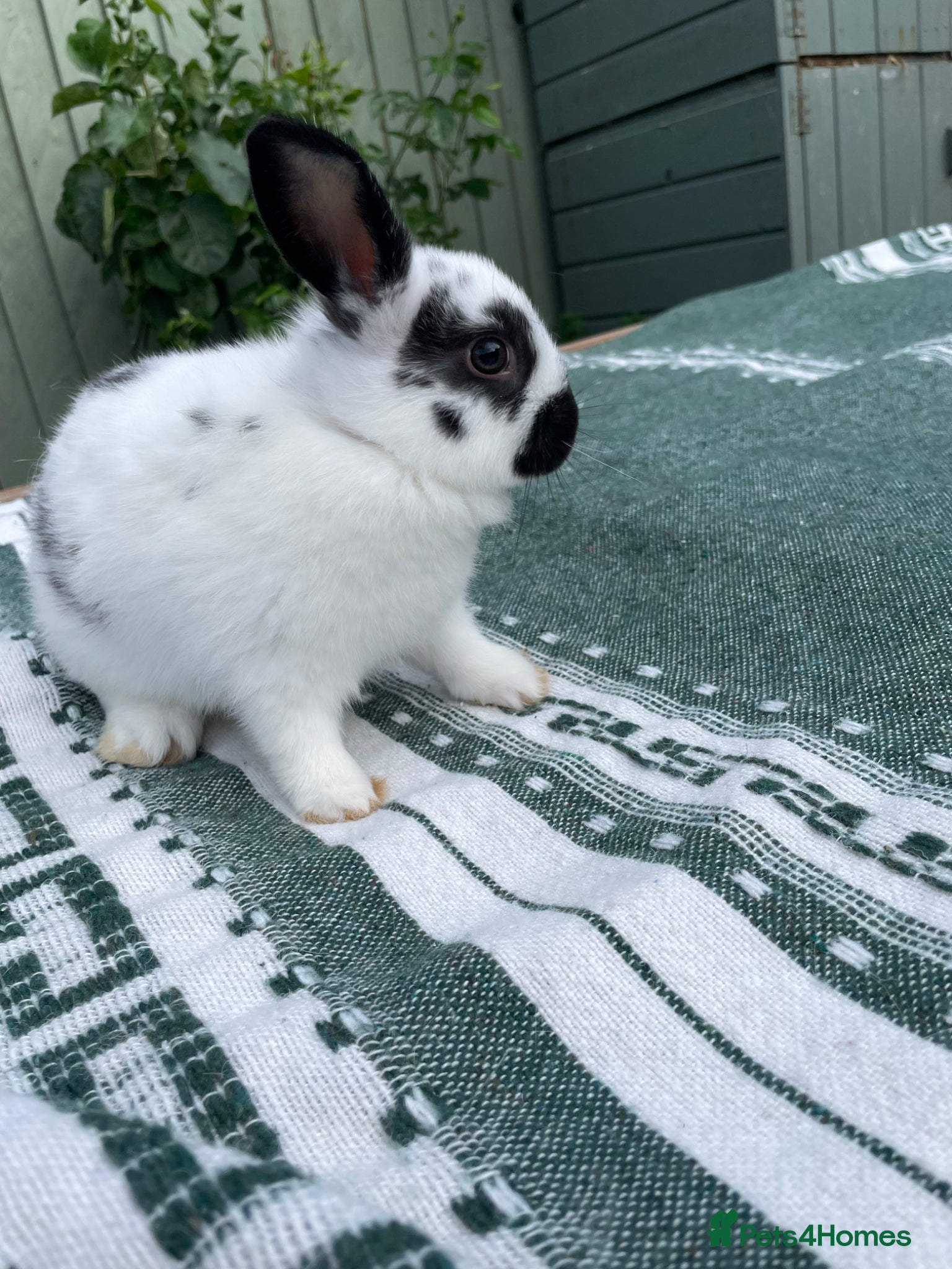 Netherland Dwarf rabbits 1 Baby Female Rabbit . Ready To Leave Now.  - Advert 8