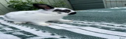 Netherland Dwarf rabbits for sale: 1 Baby Female Rabbit . Ready To Leave Now.  - Advert 1