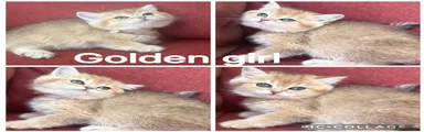 Gold girl (white collar)