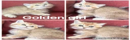British Shorthair cats for sale: Gorgeous Golden GCCF British shorthairs - Advert 4