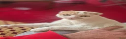 Mixed Breed cats for sale: Scottish fold/ Sphinx mix - Advert 9