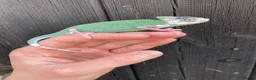Chameleon reptiles for sale: Yemen Chameleon babies, Normal & Pieds - Advert 9