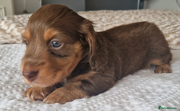 Miniature Dachshund dogs - Advert 4