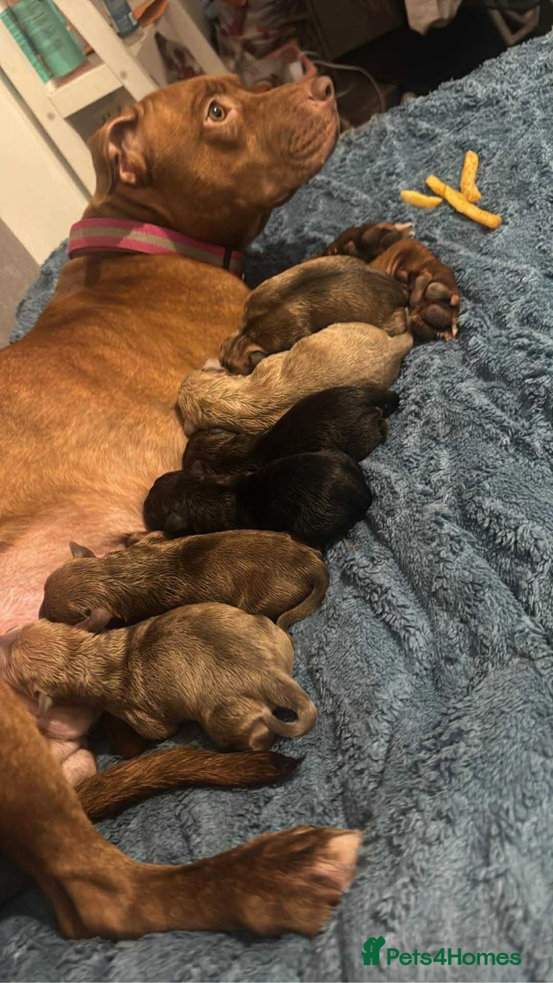 Mixed Breed dogs for sale: Bully pups  - Advert 8