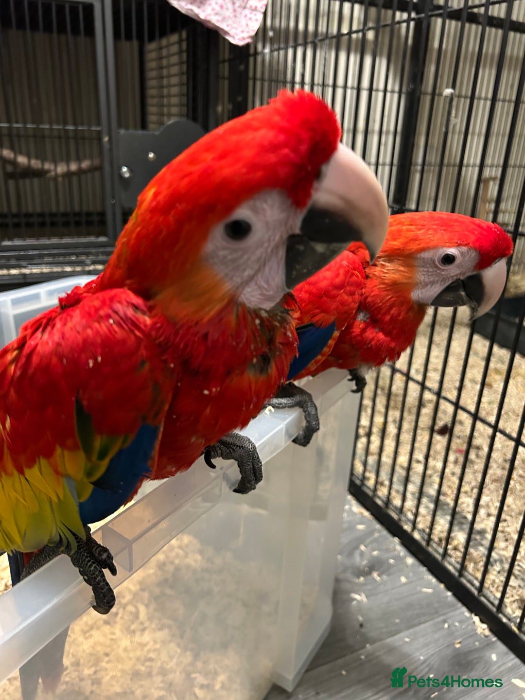 Macaws birds for sale: Hand Reared Baby Scarlett Macaws  - Image 3