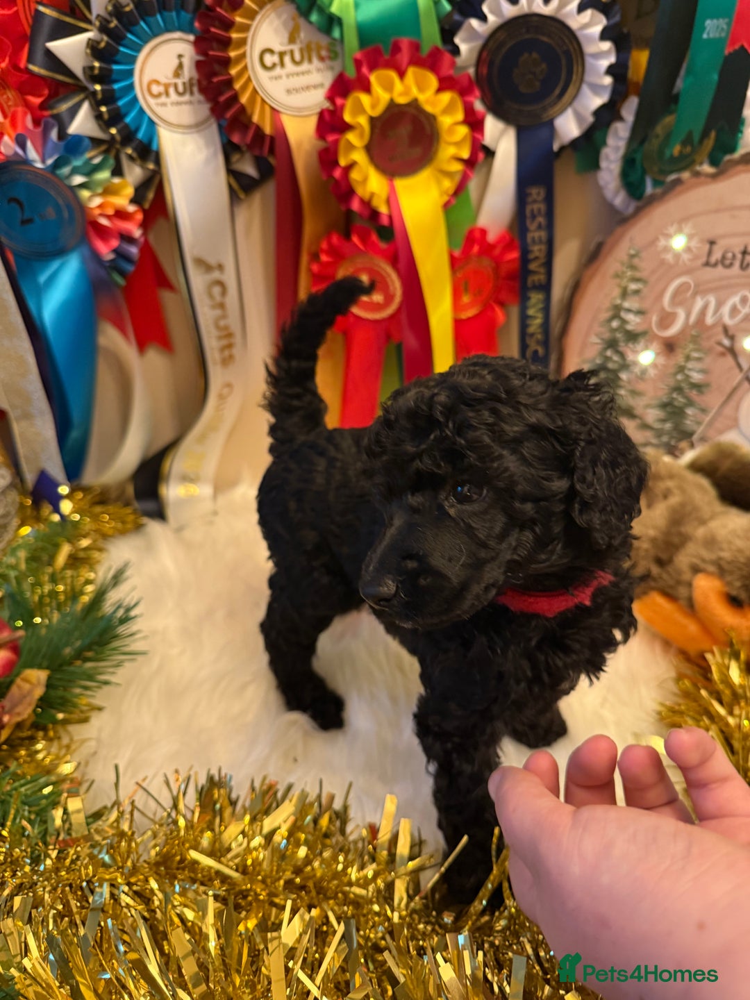 Standard Poodle dogs for sale: 1 KC Black standard poodle puppy - Advert 2