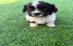 Mixed Breed dogs for sale: 7 stunning cockerjack puppies  - Image 3