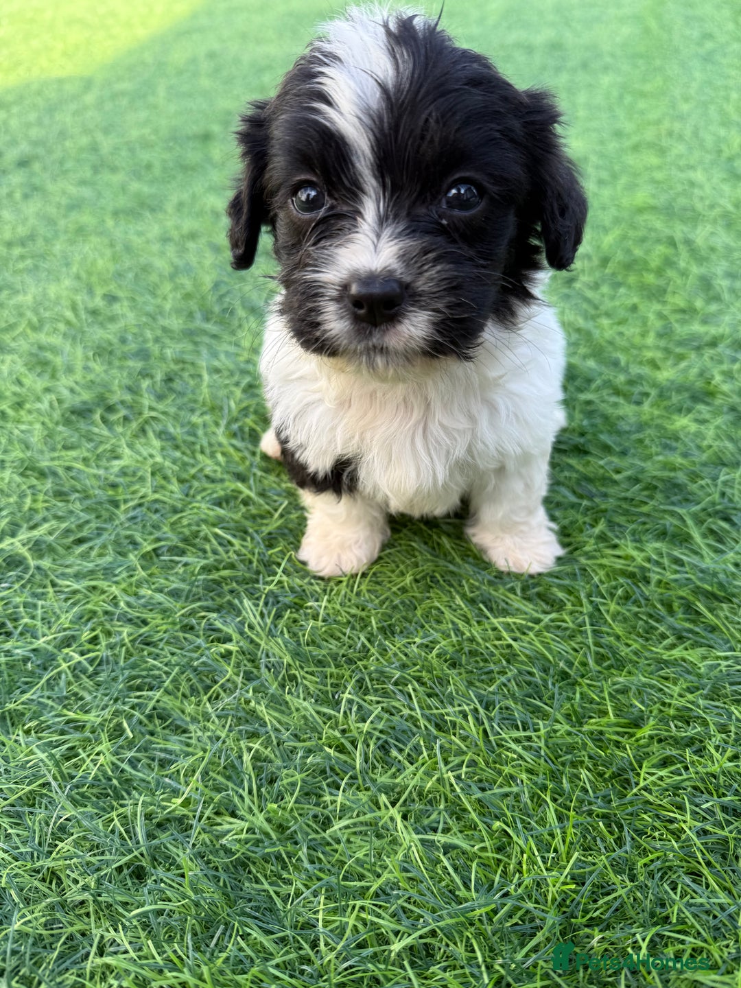 Mixed Breed dogs for sale: 7 stunning cockerjack puppies  - Image 3