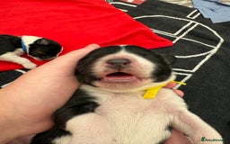 Bordoodle dogs for sale: Bordoodle Pups - Image 35