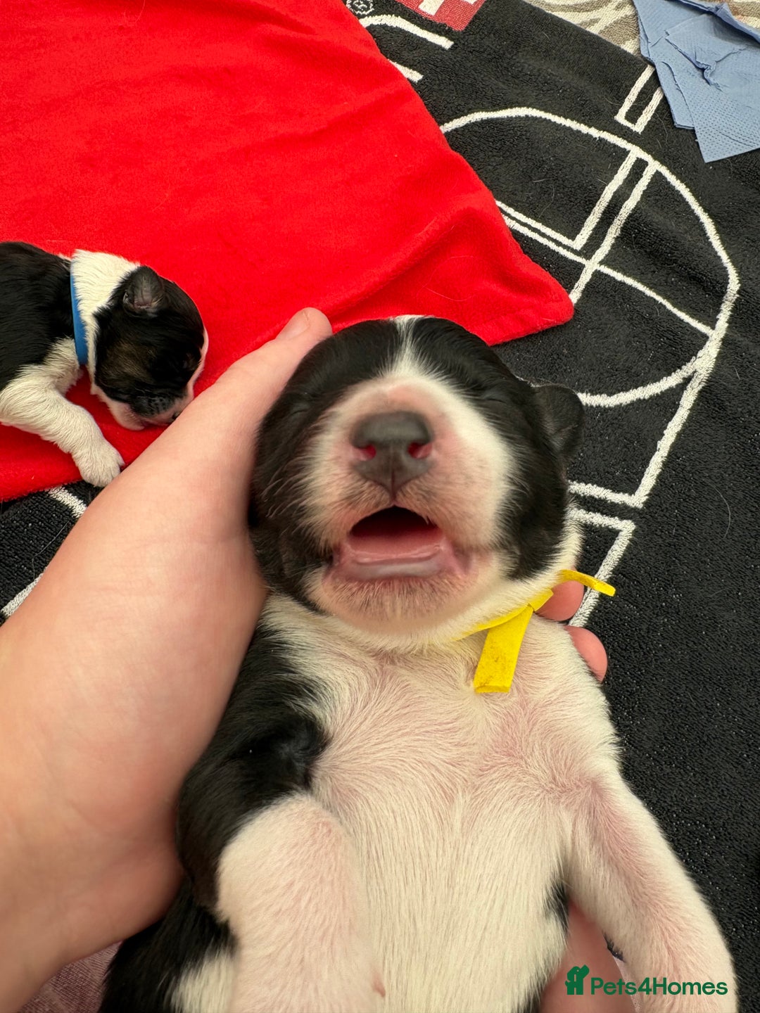 Bordoodle dogs for sale: Bordoodle Pups - Image 35