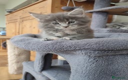 Maine Coon cats for sale: Adorable Maine coons - Image 1