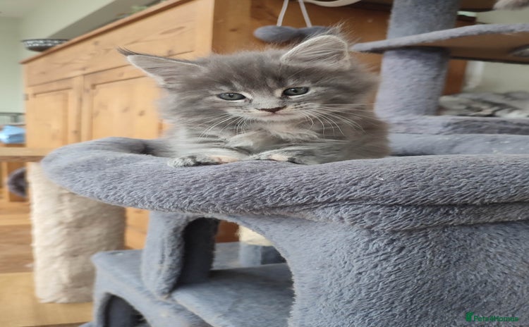 Maine Coon cats - Advert 12