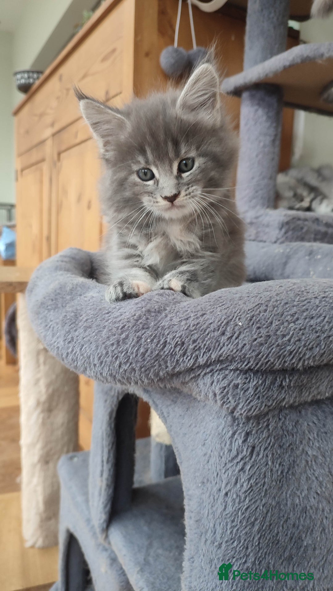 Maine Coon cats for sale: Adorable Maine coons - Image 1