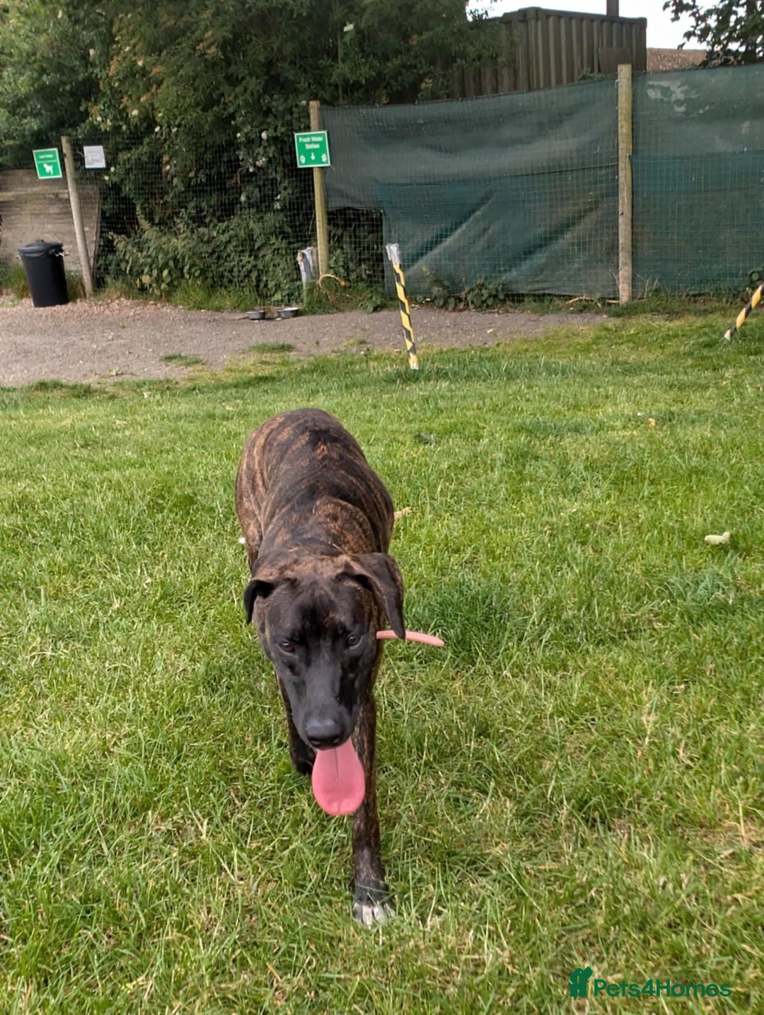 Mixed Breed dogs for sale: Bull-lurcher X - Advert 4