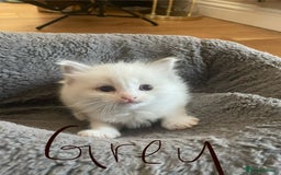 Ragdoll cats for sale: 6 Adorable Ragdoll kittens  - Image 6