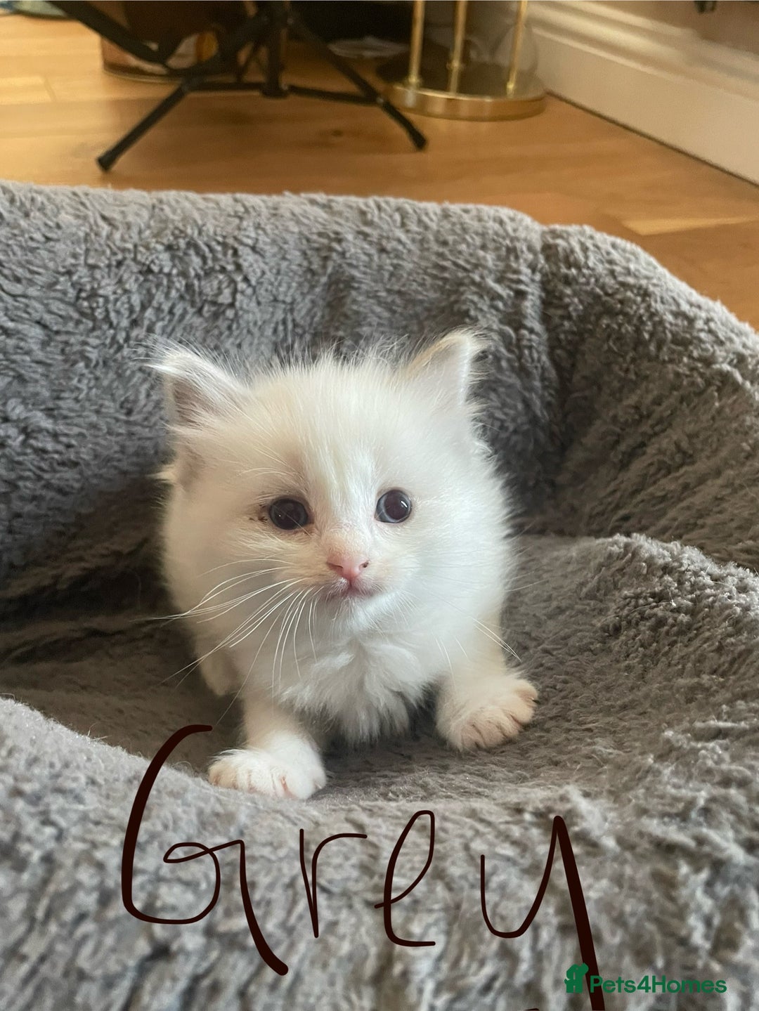 Ragdoll cats for sale: 6 Adorable Ragdoll kittens  - Image 6