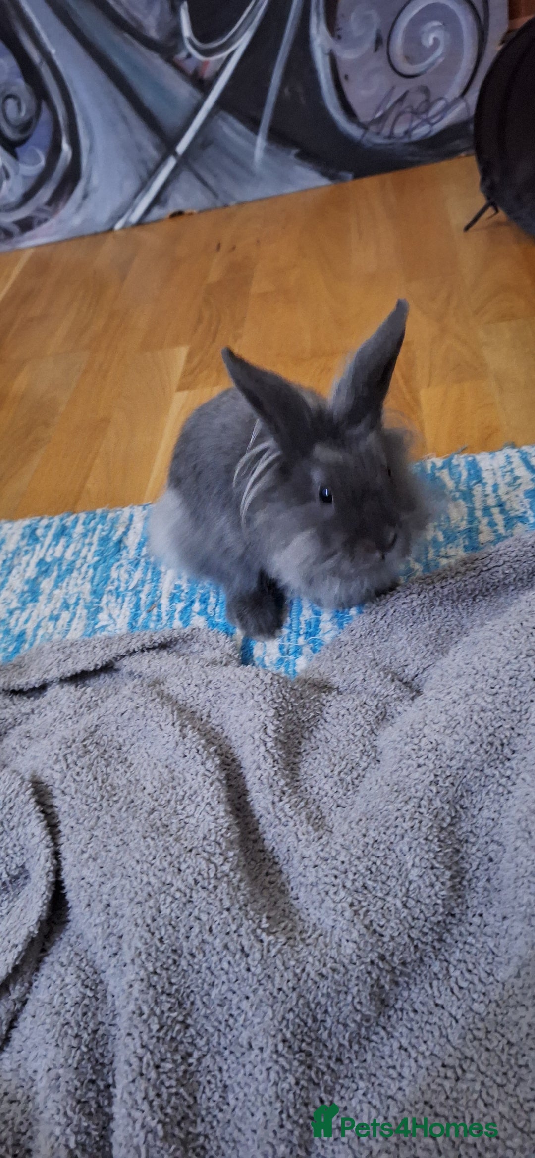 Mixed Breed rabbits for sale: Netherland dwarf and lionhead mix bunny - Advert 10