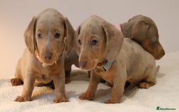 Miniature Dachshund dogs for sale:  🌟5StarsLicense+Holistic+KC+VetChecked+PRA Clear+ - Image 31