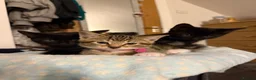 Domestic Shorthair cats for sale: Kittens in Huntly - Advert 2