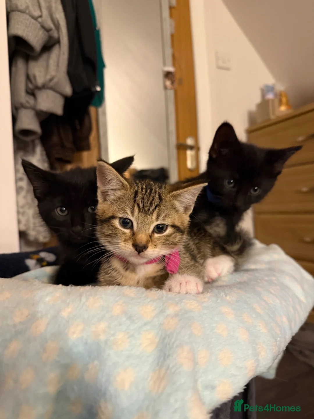 Domestic Shorthair cats for sale: Kittens in Huntly - Advert 2