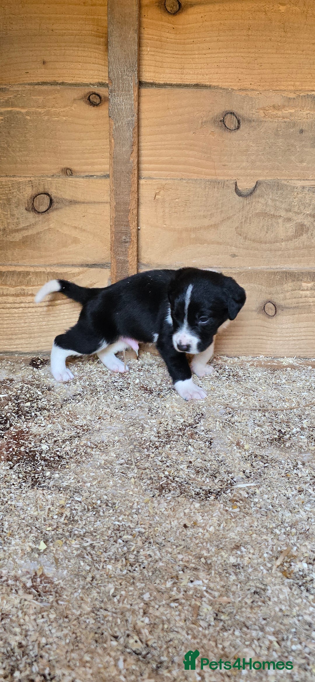 Sprollie dogs for sale: 7 lovely sprollie pups for sale - Image 8