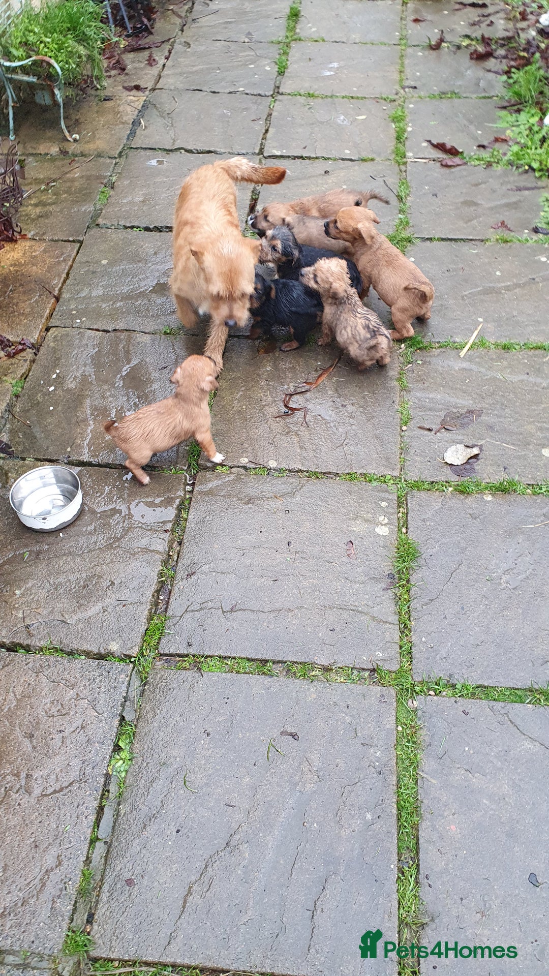 Mixed Breed dogs for sale: Gorgeous  terrier  puppies! - Advert 6