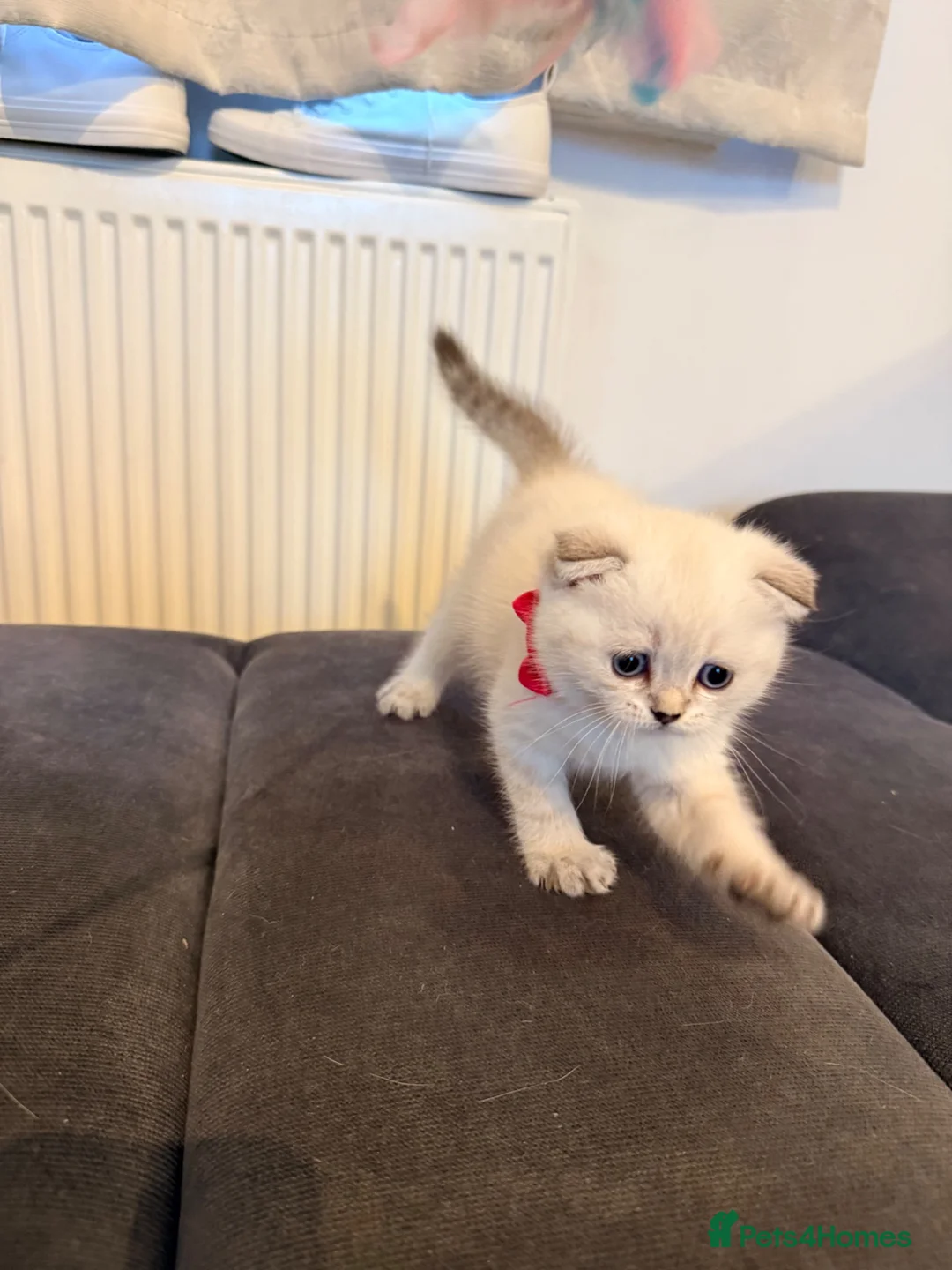 Scottish Fold cats for sale: Adorable Pure Scottish folded kittens 😍🥰 in Northampton - Advert 13