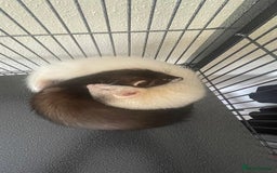 Ferret rodents for sale: Two male ferrets  - Image 4