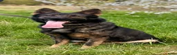 German Shepherd dogs for stud: CZECK LINE GERMAN SHEPHERD FOR STUD DUTIES ONLY  - Advert 4