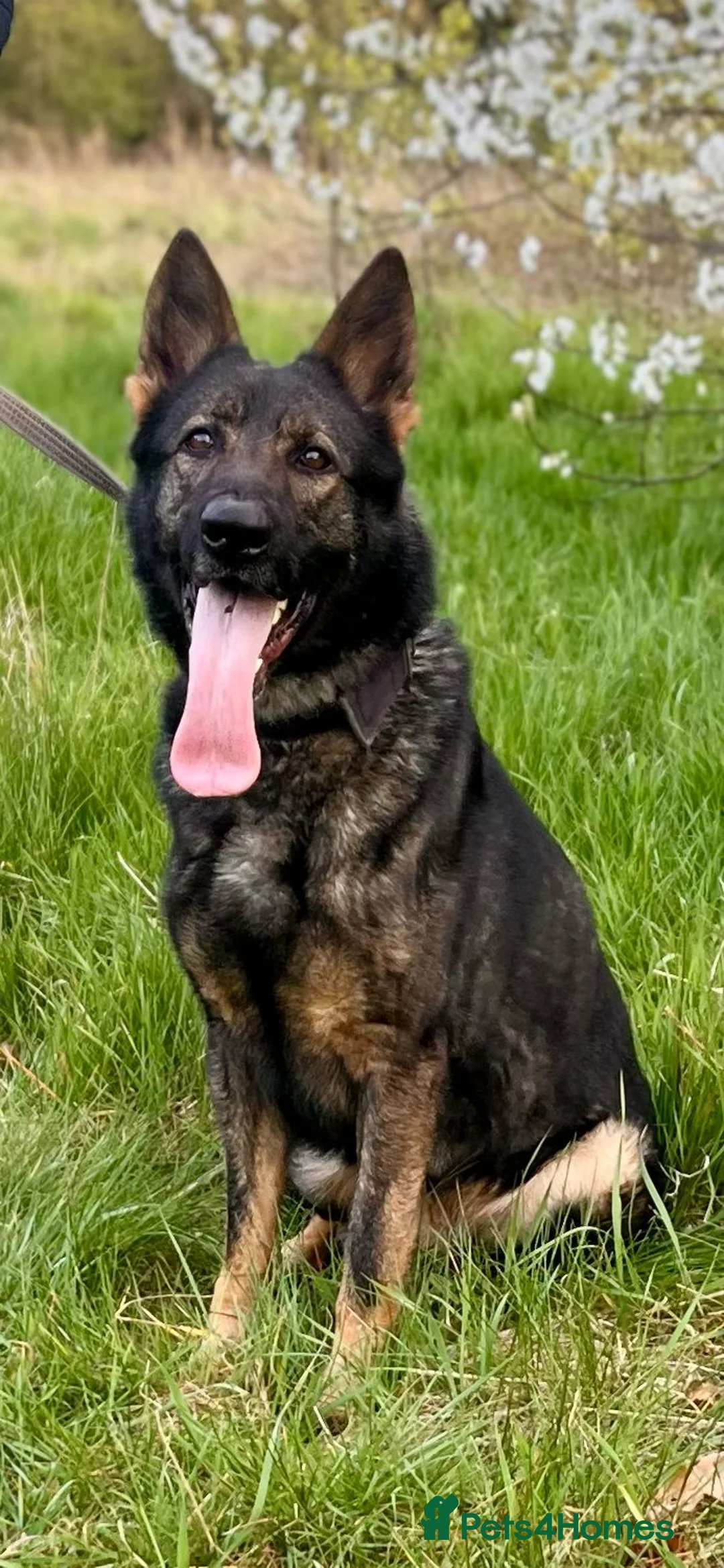 German Shepherd dogs for stud: CZECK LINE GERMAN SHEPHERD FOR STUD DUTIES ONLY  - Advert 4