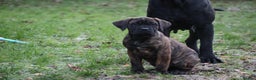 Presa Canario dogs for sale: Presa Canario Puppies (Recognised Breeder) - Advert 7