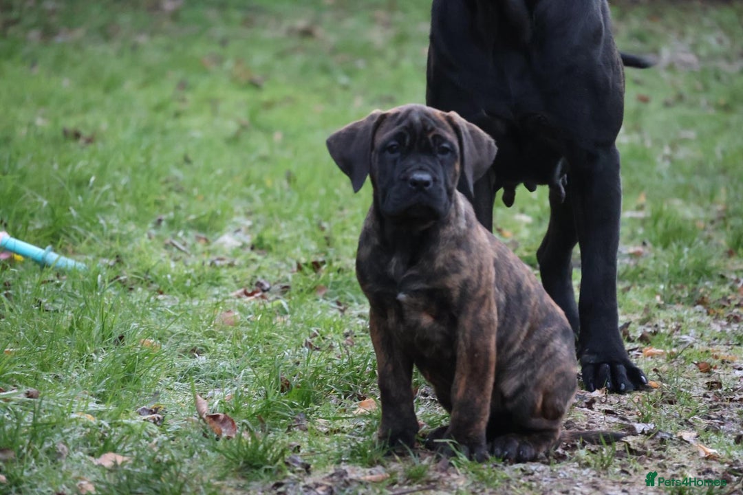 Presa Canario dogs for sale: Presa Canario Puppies (Recognised Breeder) - Advert 7