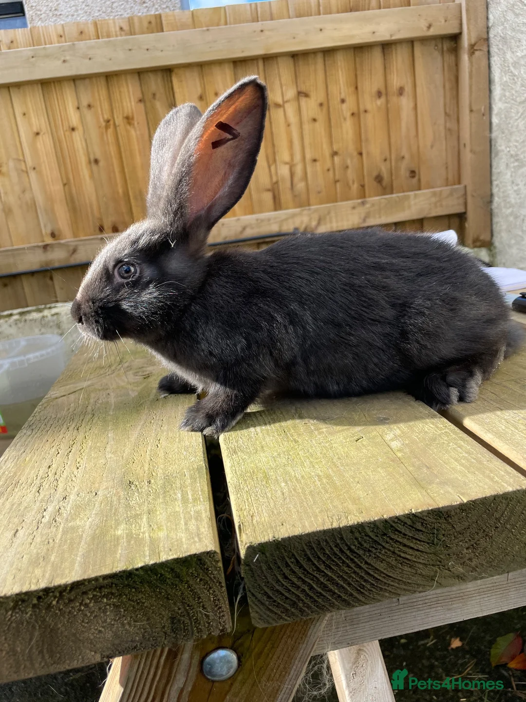 Continental Giant rabbits for sale: 💖  8 week old continental giants 💖 - Advert 2