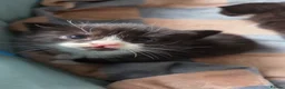 Mixed Breed cats for sale: 2 Beautiful Black and White Female Kittens  - Advert 14