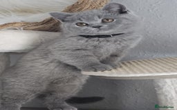 British Shorthair cats for sale: (READY NOW) Show Quality Champions 🥇🏆BSH GCCF - Image 9
