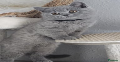 British Shorthair cats - Advert 11